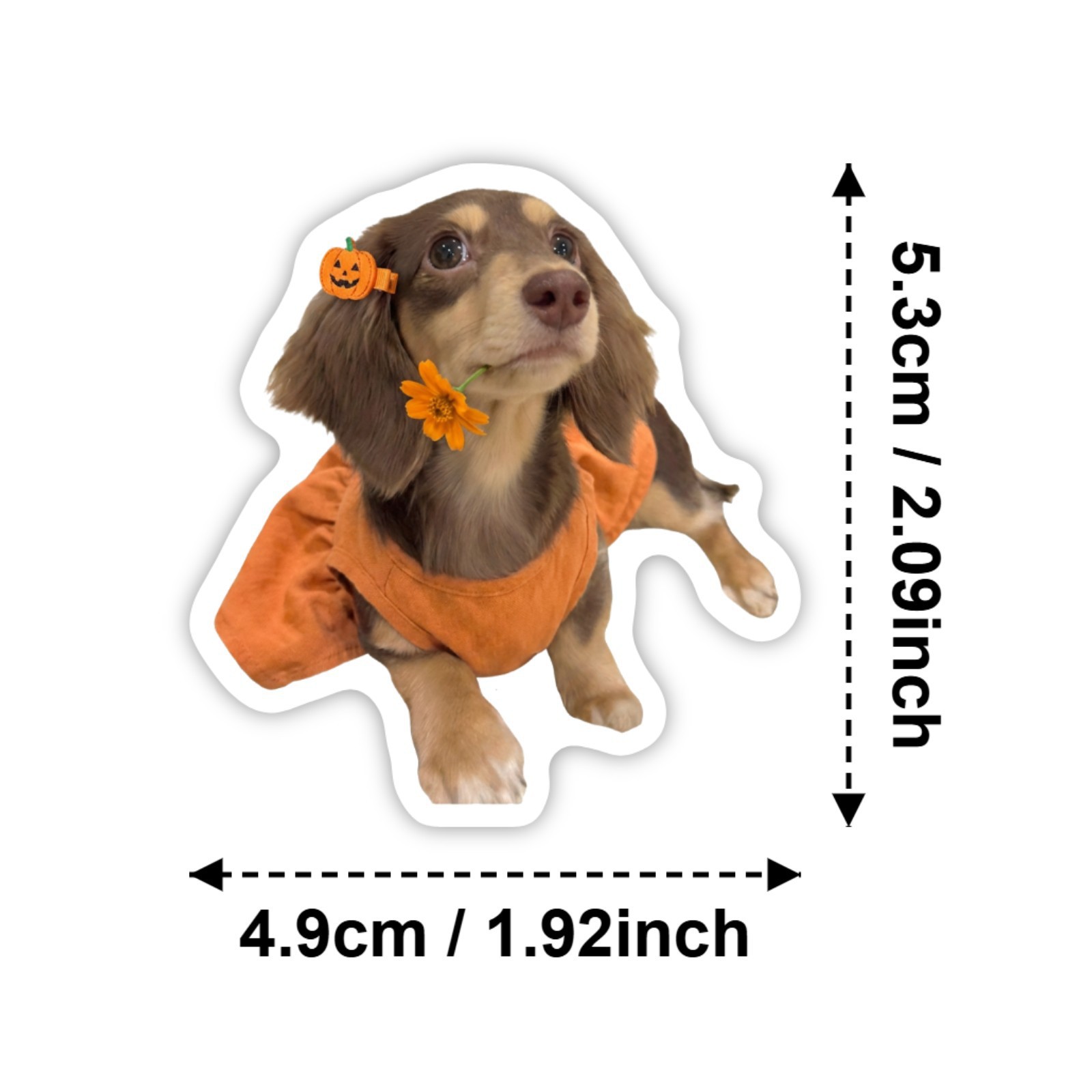 50 Pcs HD Cute Dachshund Stick - Motorcycle Gear For Dogs review and price